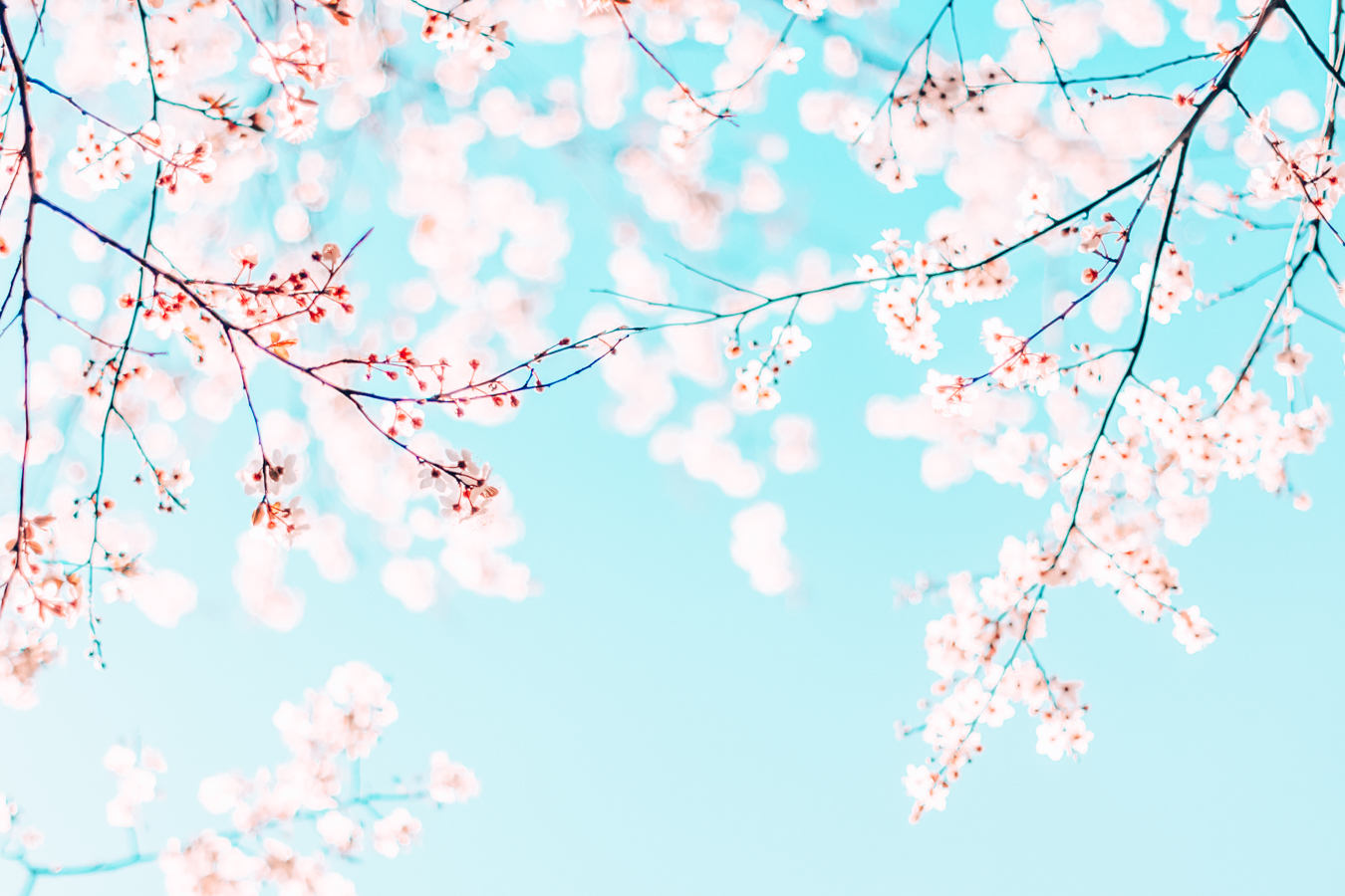 Flowers in Leicester